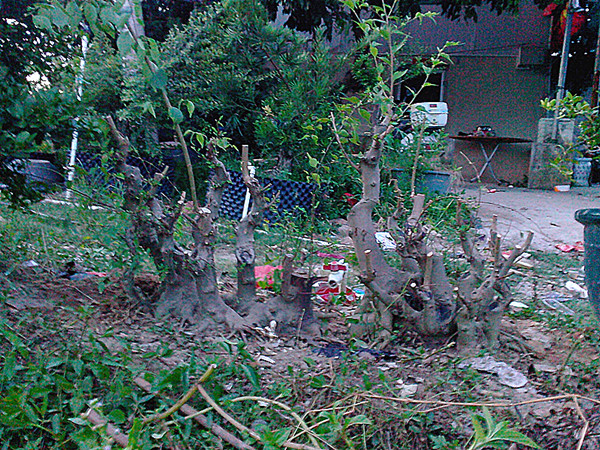 IMG20140828006_.jpg