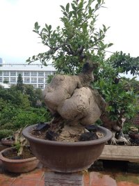 psb (11).jpg