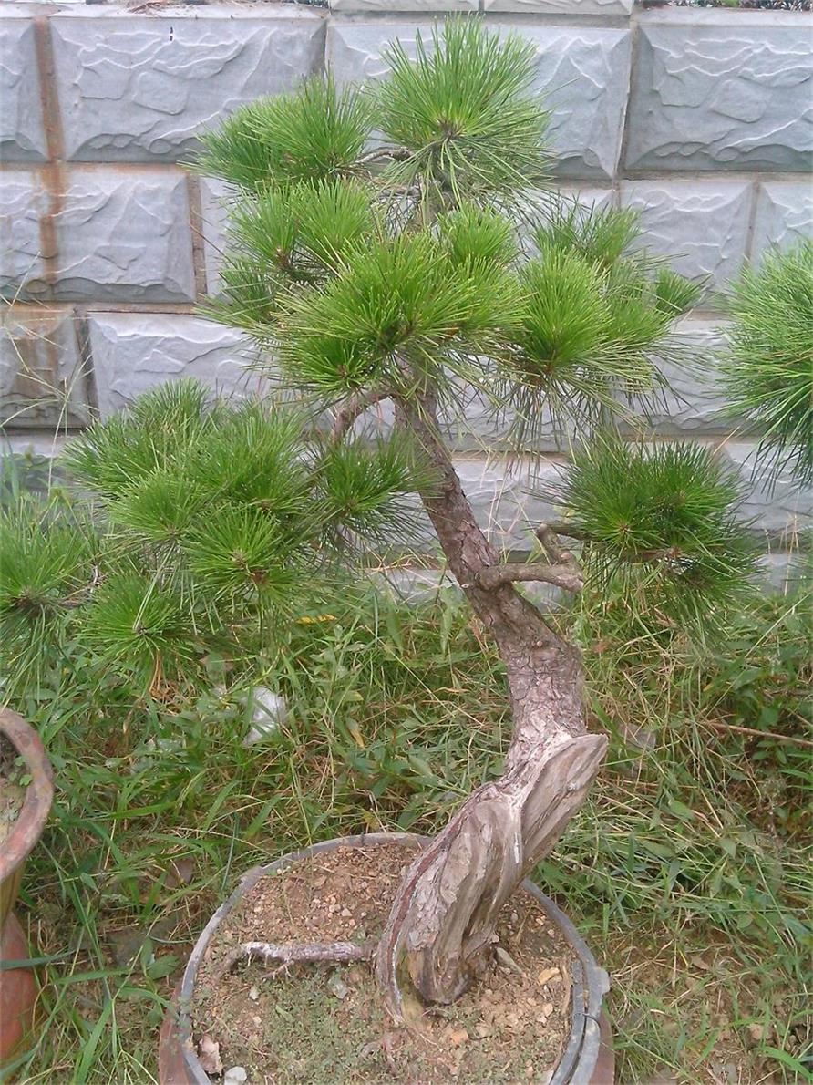 IMG20140815003.jpg