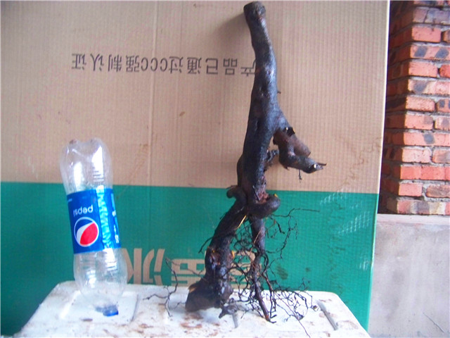 100_5526.JPG