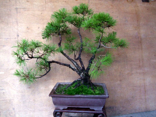 DSCF0195.JPG