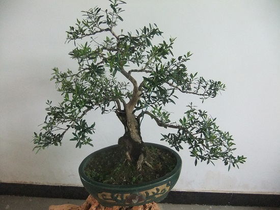 DSCF9861.JPG