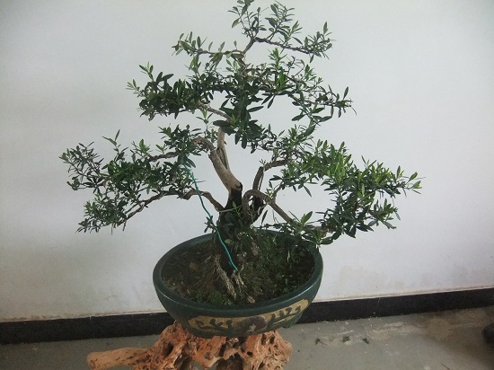 DSCF9863.JPG