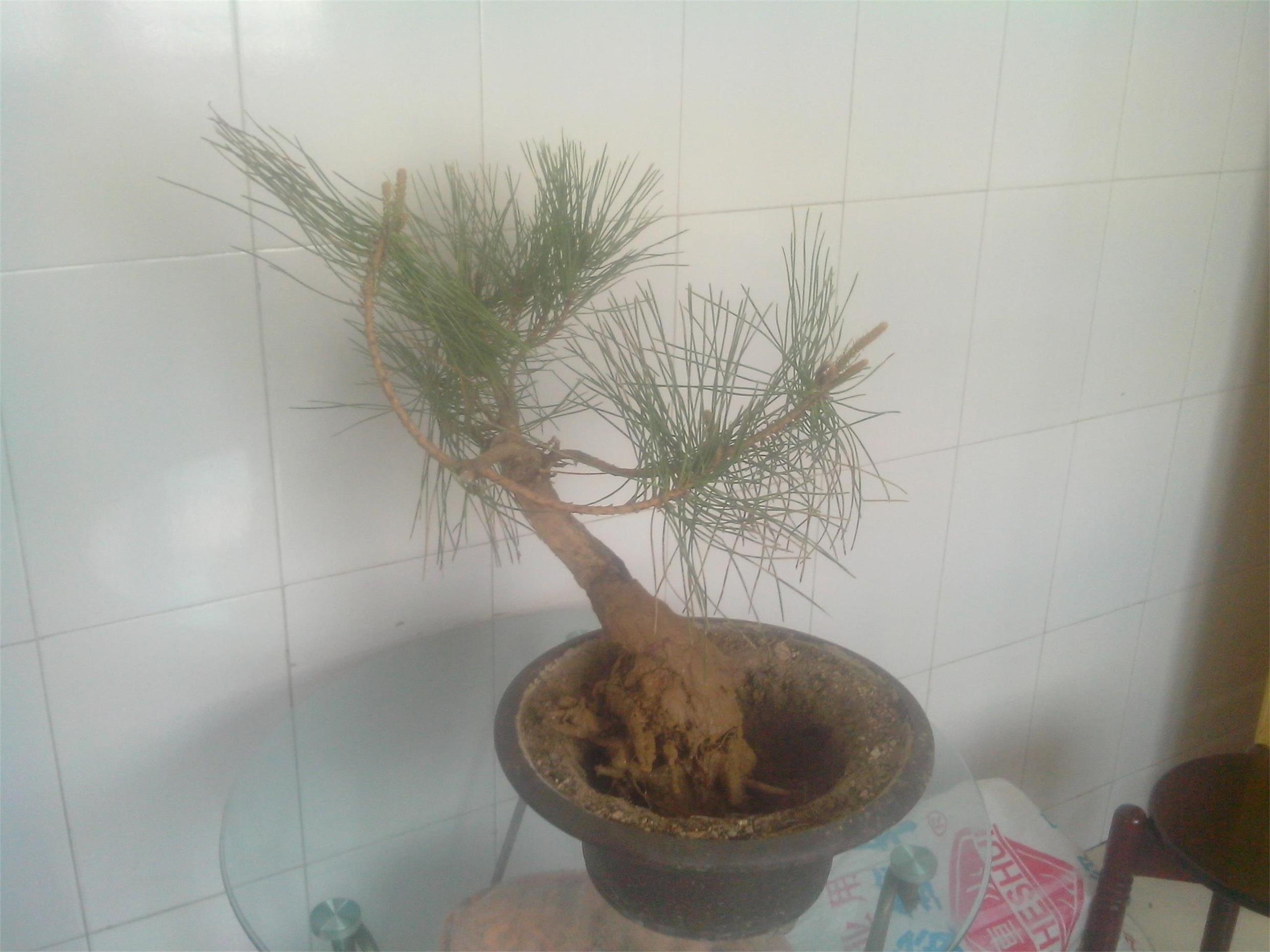 IMG20140423002.jpg