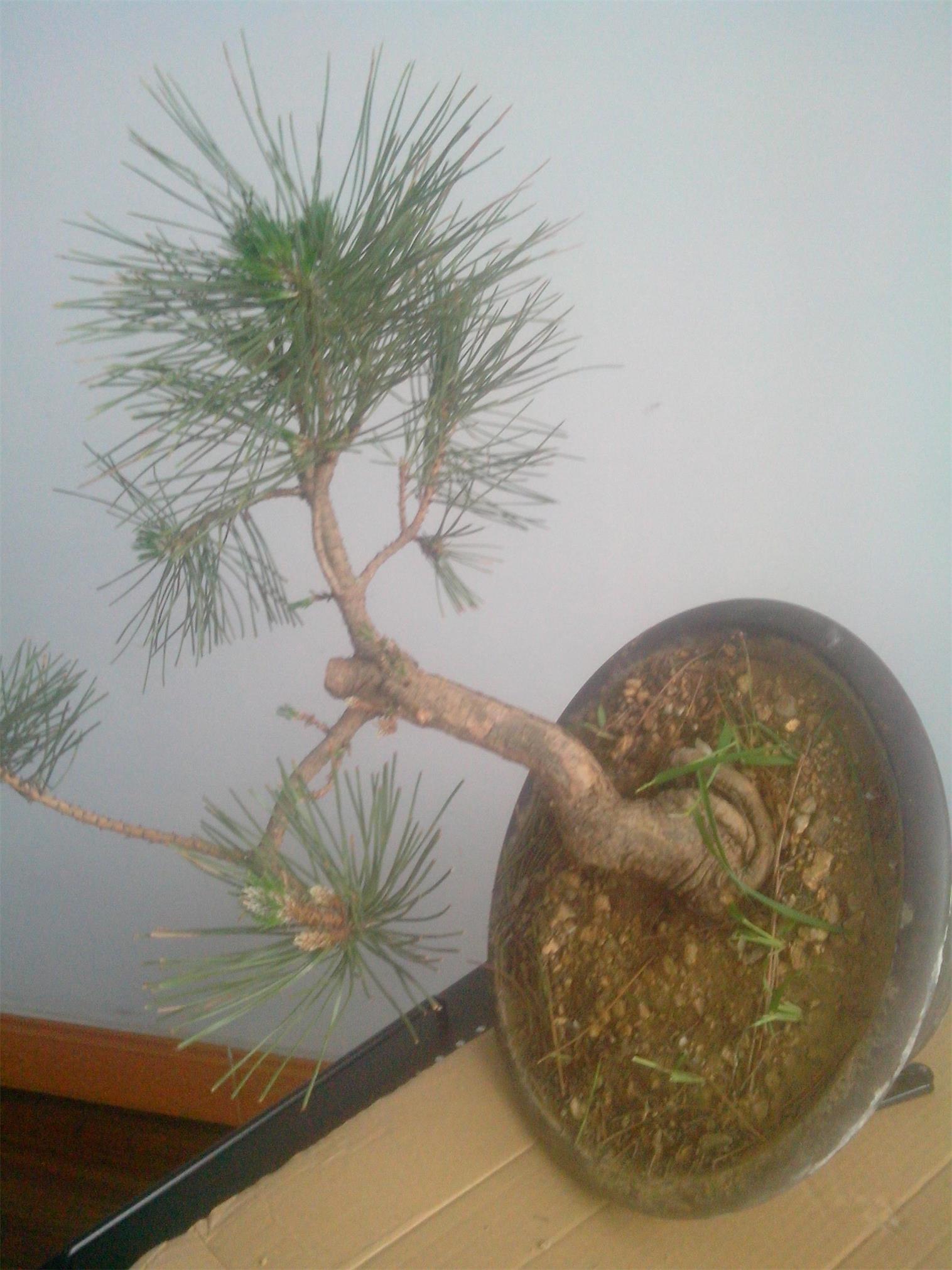 IMG20140616005.jpg