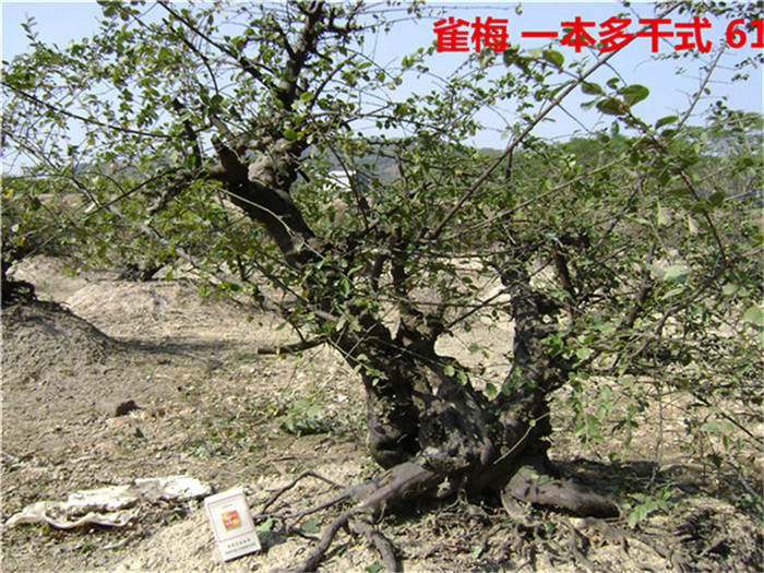 DSC04104_.jpg