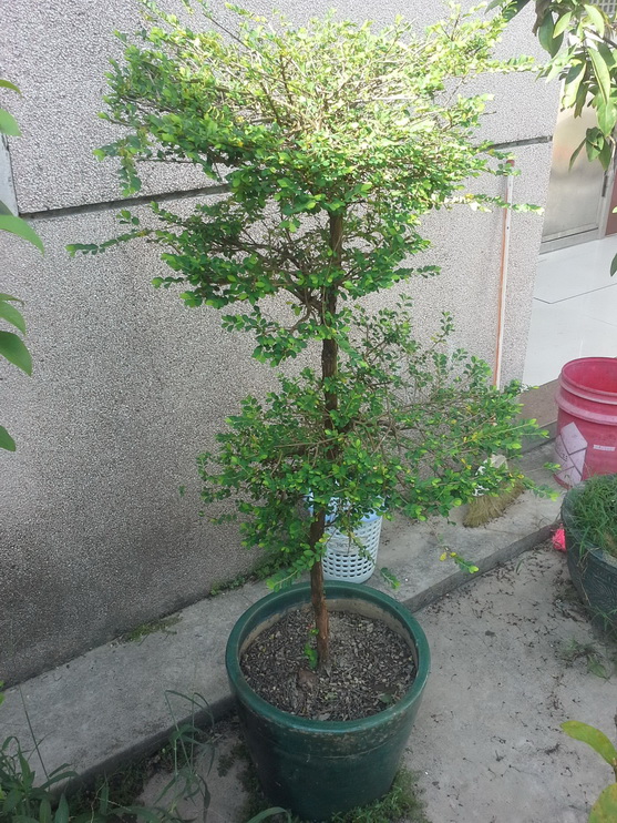 20140907_154057_С.jpg