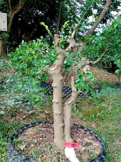 IMG20121202038_.jpg