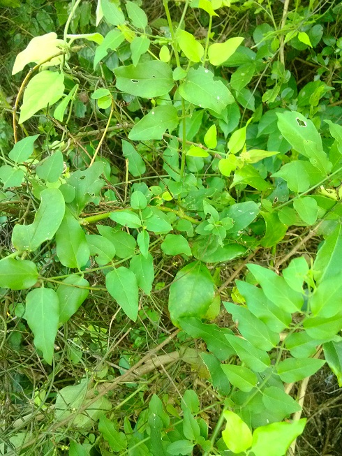 IMG_20140906_173415.jpg