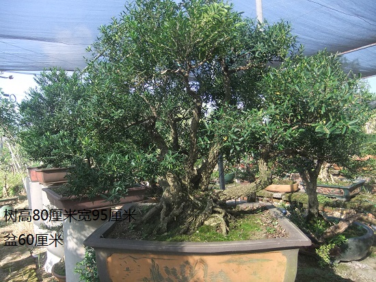 DSCF9864.JPG