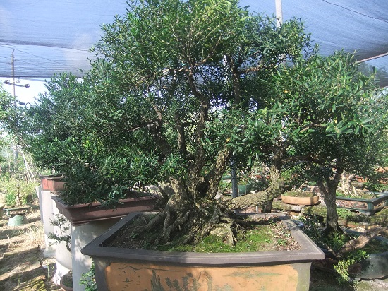 DSCF9865.JPG