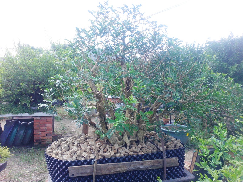 IMG20140904006.jpg