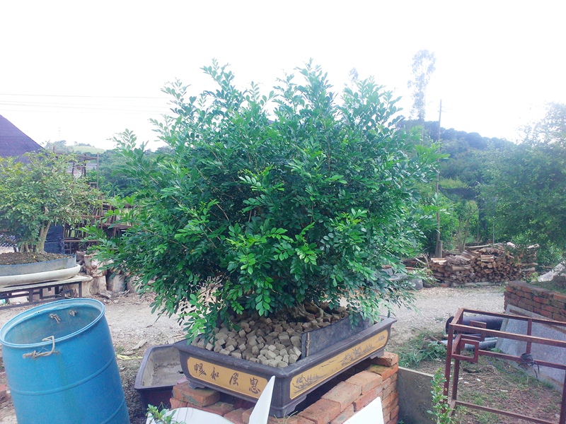 IMG20140904007.jpg