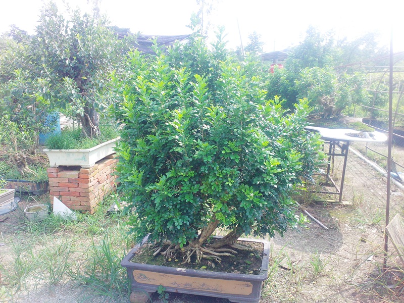 IMG20140904008.jpg