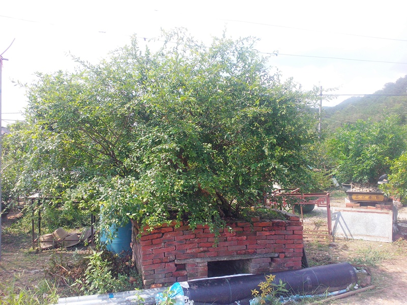IMG20140904011.jpg