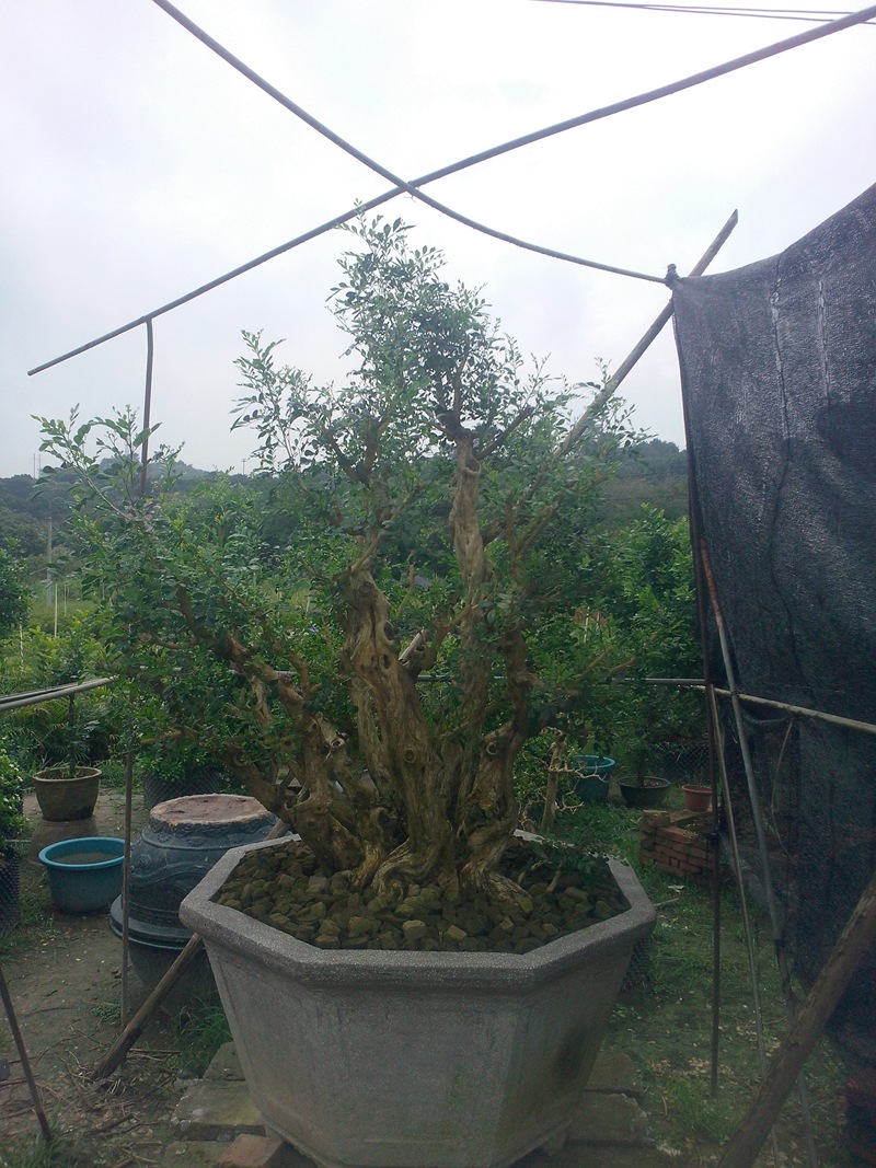 IMG20140908001.jpg