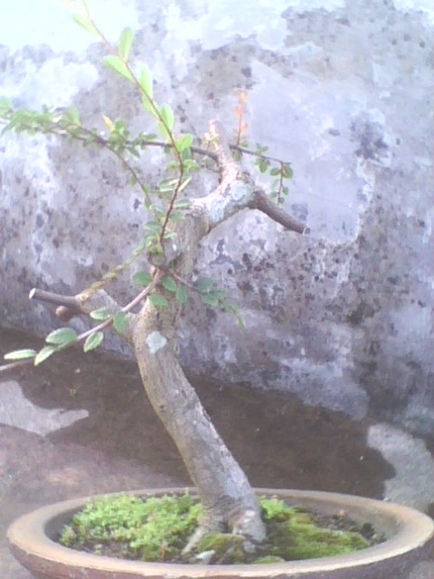 IMG1308A.jpg