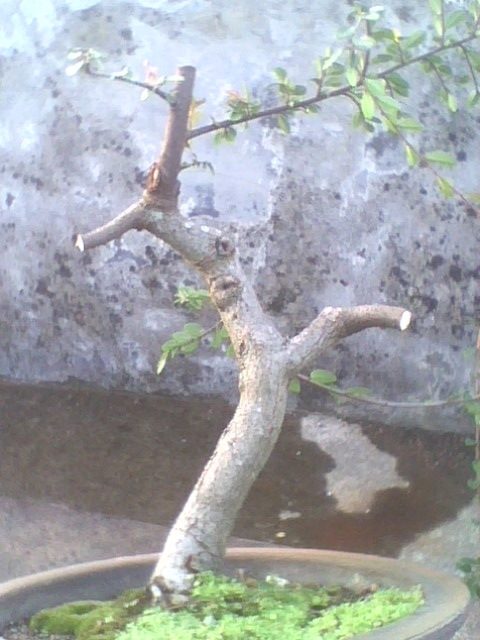 IMG1307A.jpg