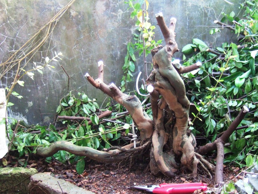 DSCF5609.JPG