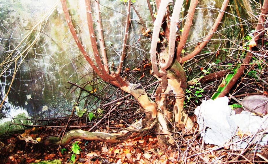 DSCF5604.JPG