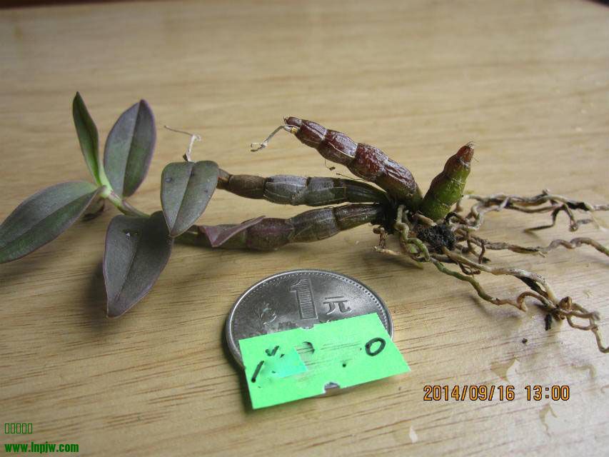 210411zaa3gowjeug4w7eo.jpg.thumb.jpg