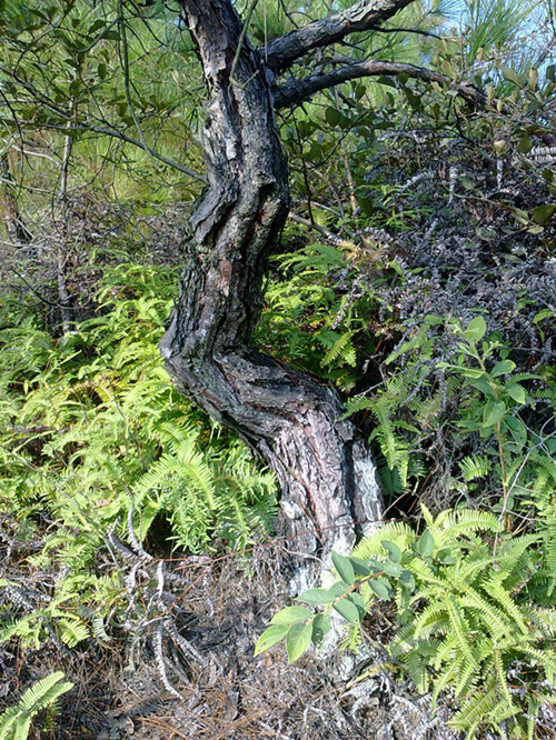 20140920491__.jpg
