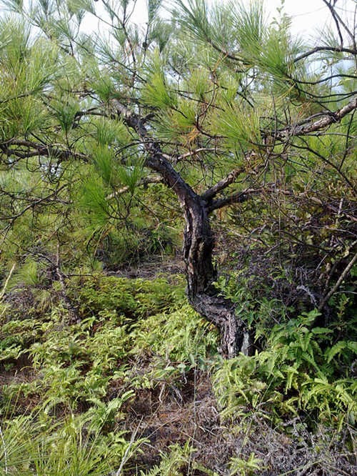 20140920490__.jpg