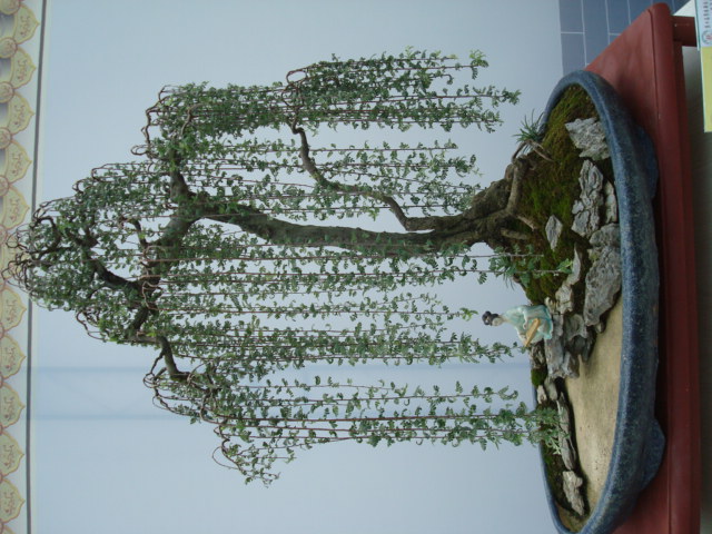 DSC04467.JPG