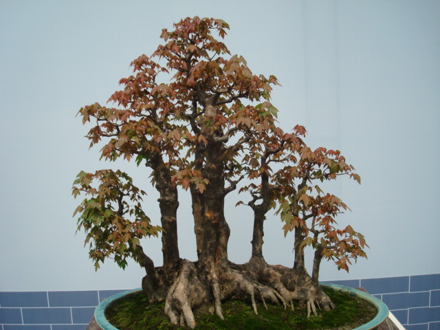 DSC04485.JPG