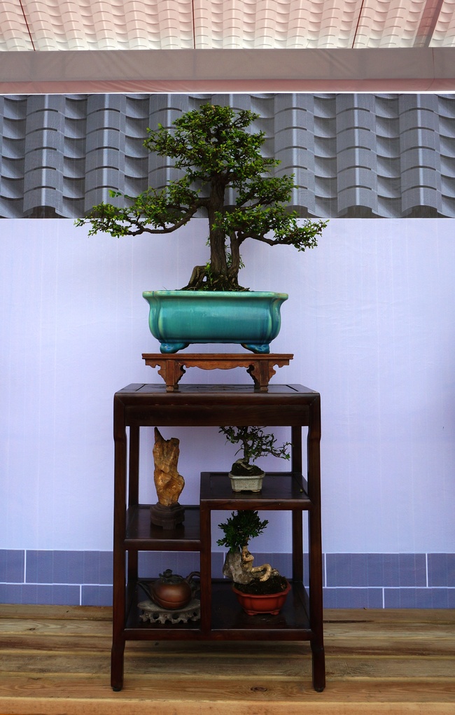 DSC03795_cr.jpg