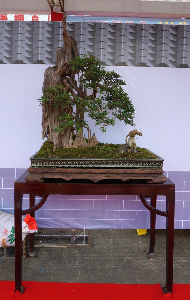 DSC03801_cr.jpg