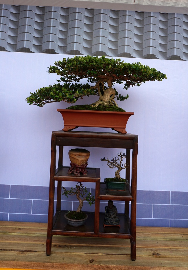 DSC03809_cr.jpg