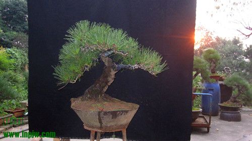 IMG_7962_.jpg