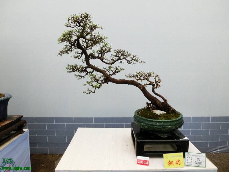 140234rl9kd9ltv1sm19dr.jpg.thumb.jpg