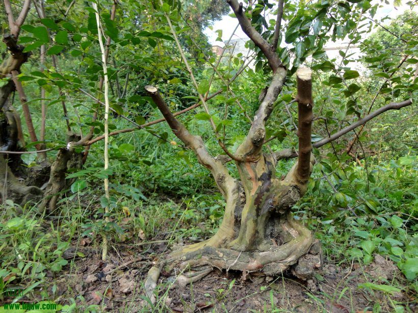 DSC06686_conew1.jpg