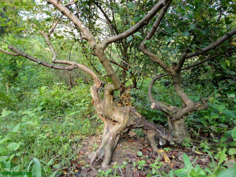 DSC06687_conew1.jpg