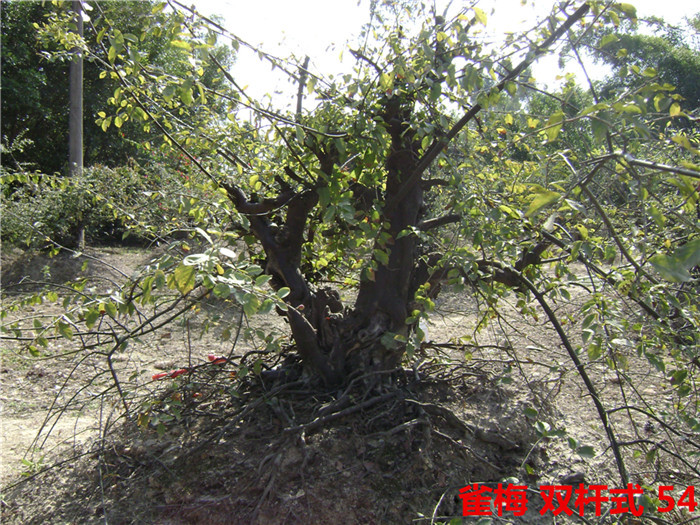 DSC04088__.jpg