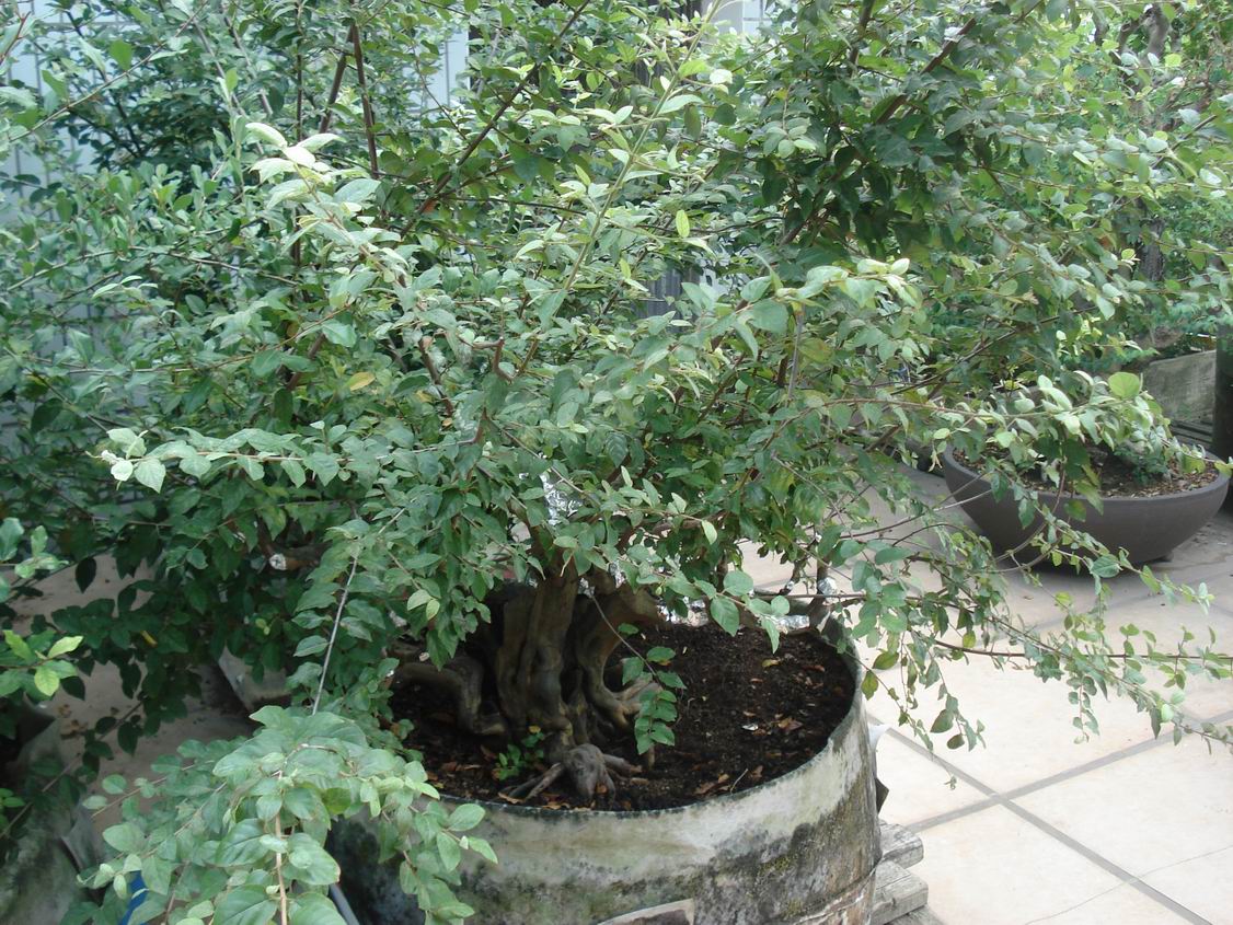 С DSC00036.JPG