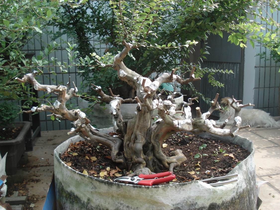 С DSC00044.JPG
