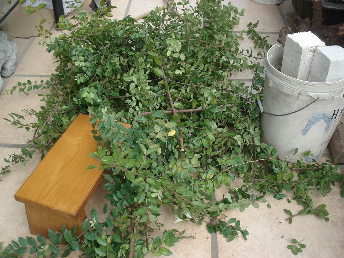 С DSC00047.JPG