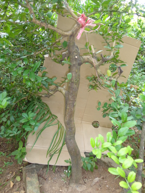 DSC02300.JPG