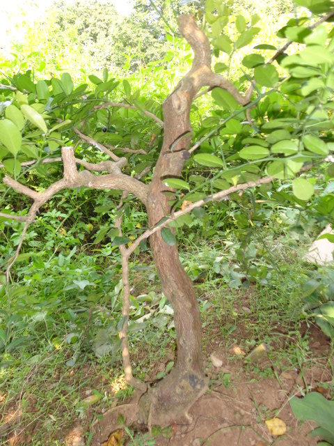 DSC02302.JPG