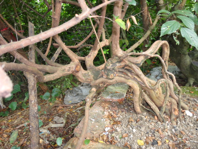 DSC02307.JPG