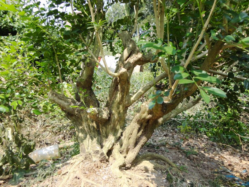 DSC06720_conew1.jpg