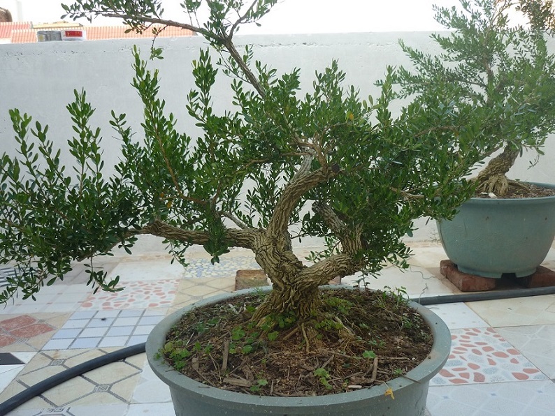 P1020522.JPG
