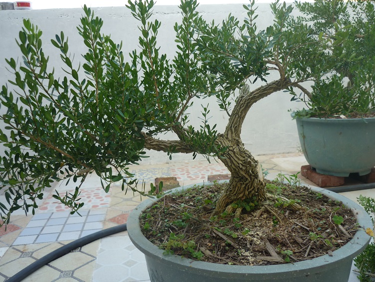 P1020524.JPG