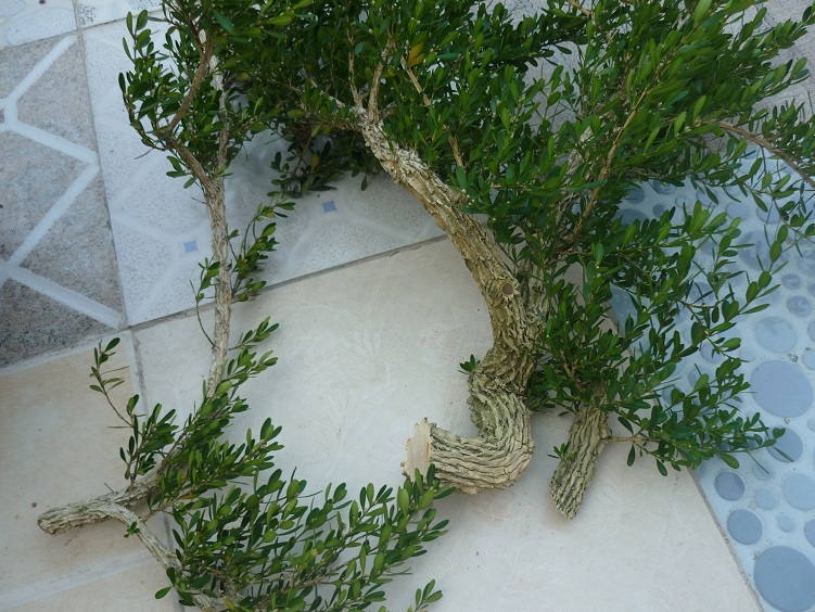 P1020525.JPG