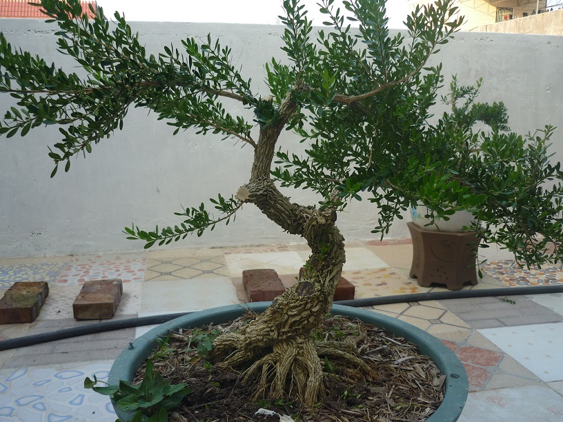P1020529.JPG