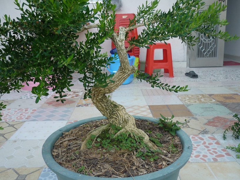 P1020530.JPG