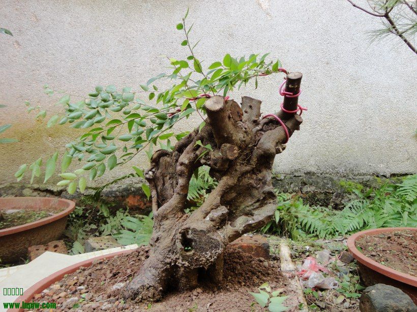 綯1.jpg